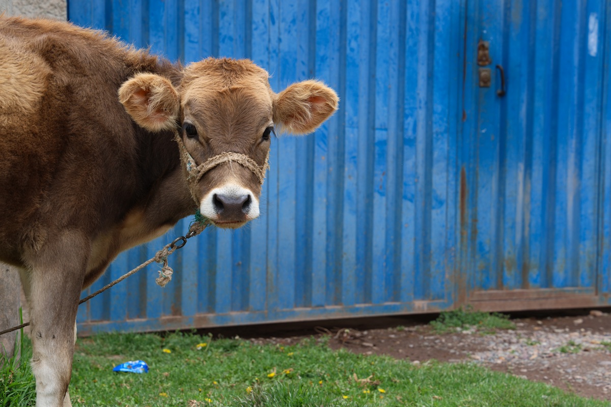 Baby cow looking at camera against blue wall