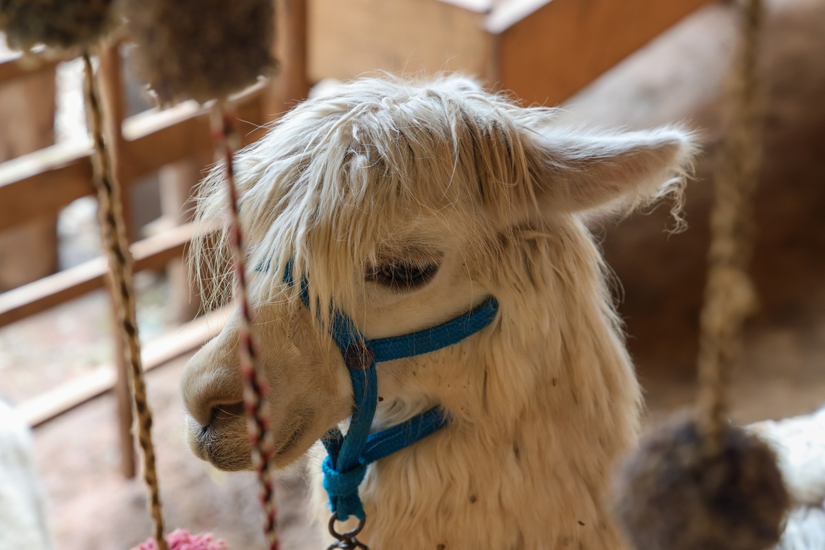 White alpaca in close-up with blue halter