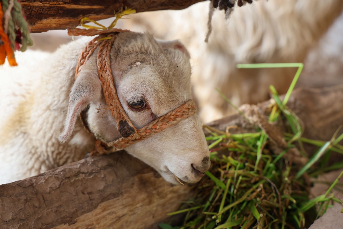 Baby lamb eating grass with woven halter