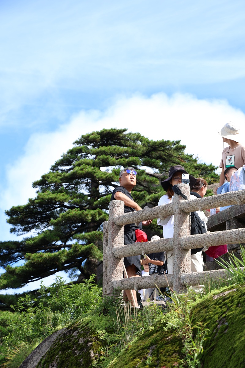 Tourists at stone railing with ancient pine