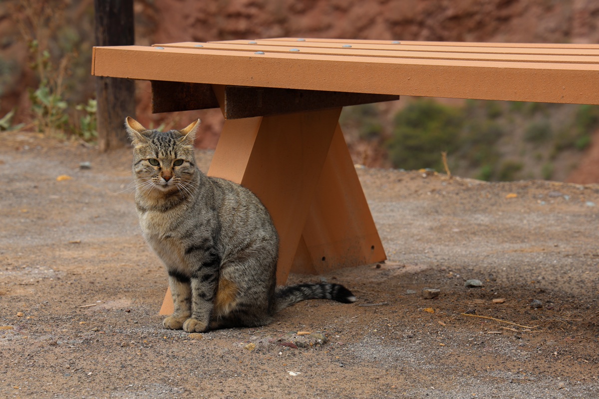 Tabby cat sitting under a bench in a red dirt courtyard