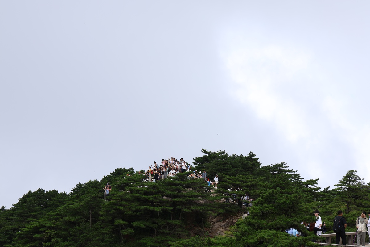 Crowd on a pine-covered summit viewpoint