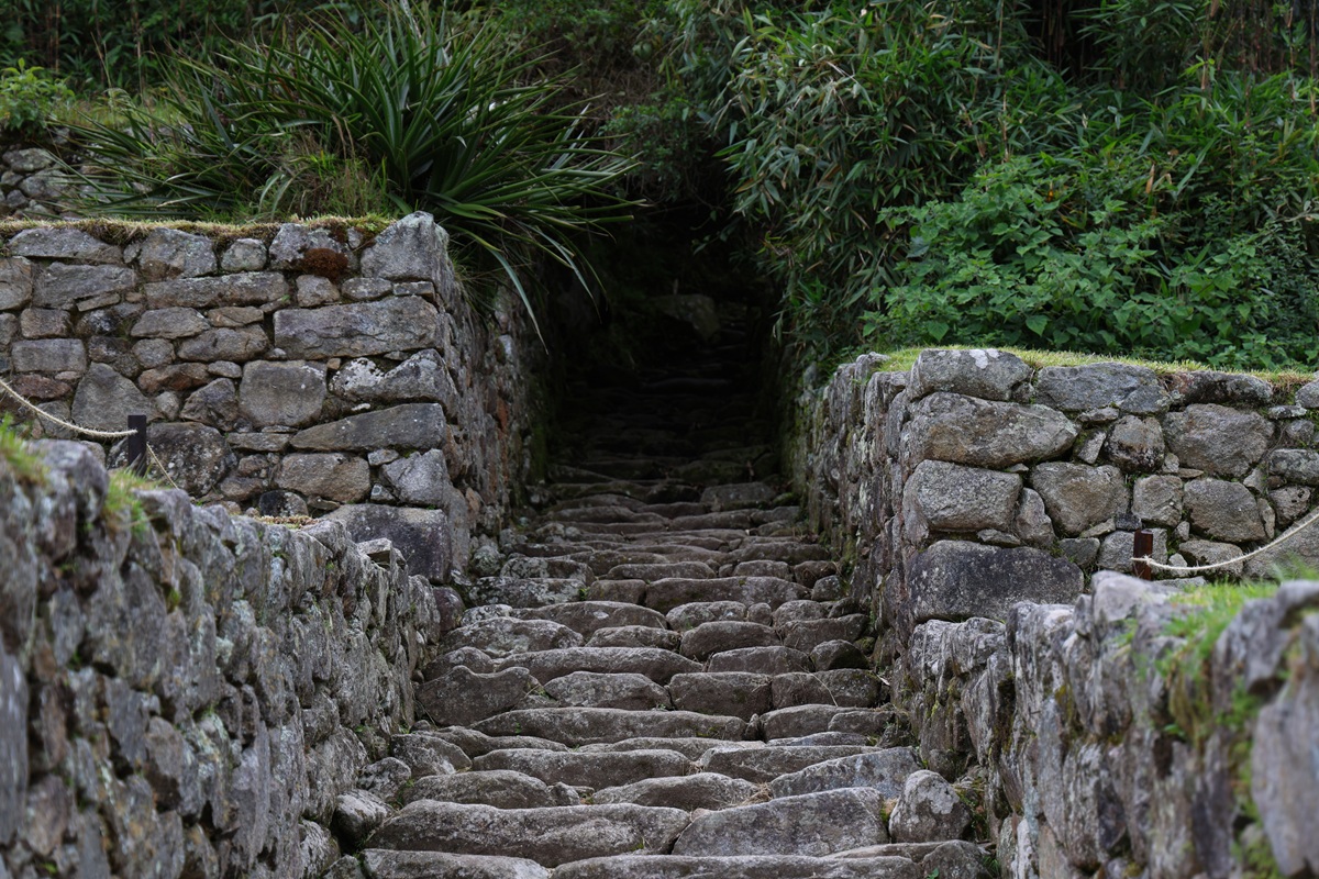Ancient stone stairway disappearing into jungle
