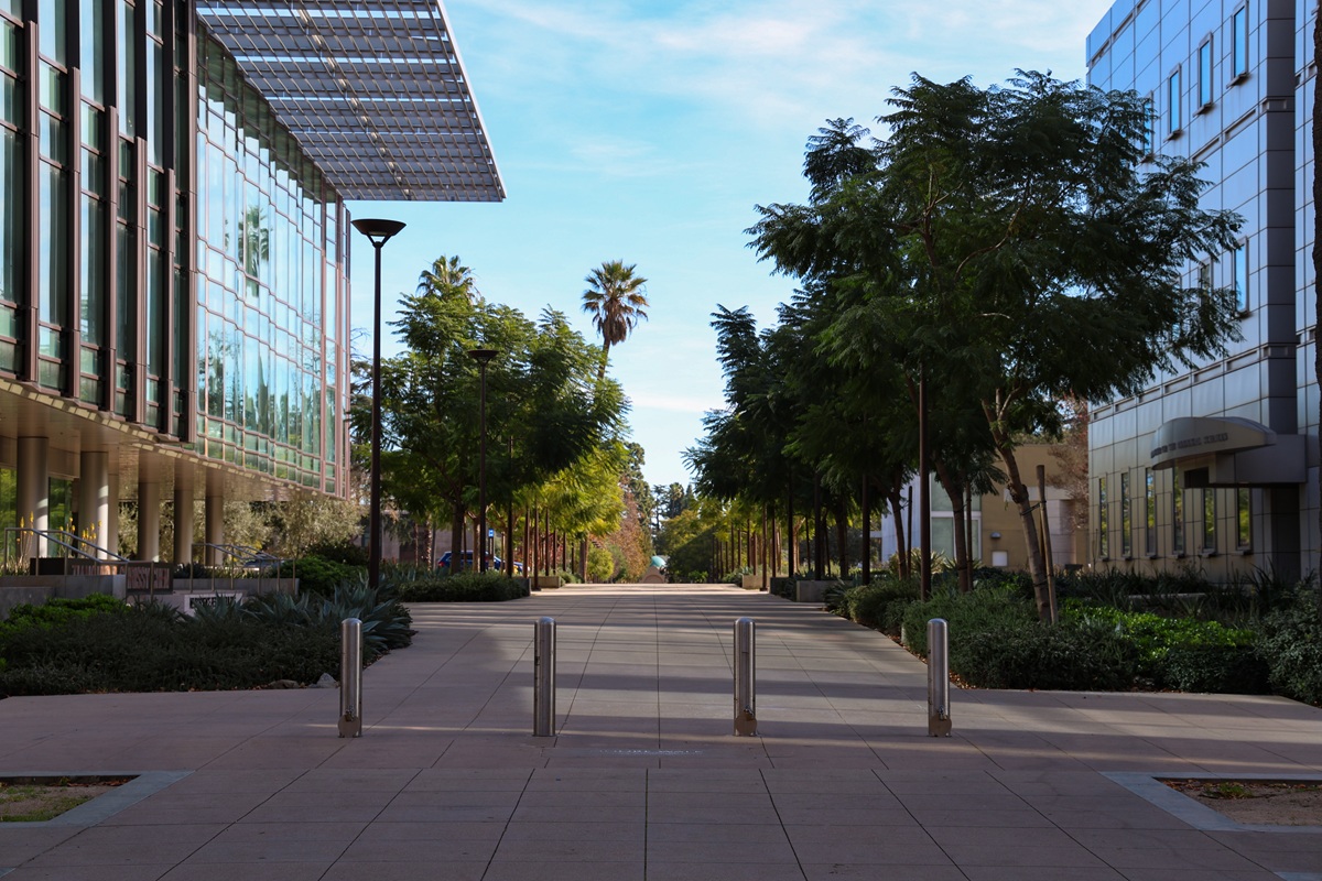 UCLA palm walkway