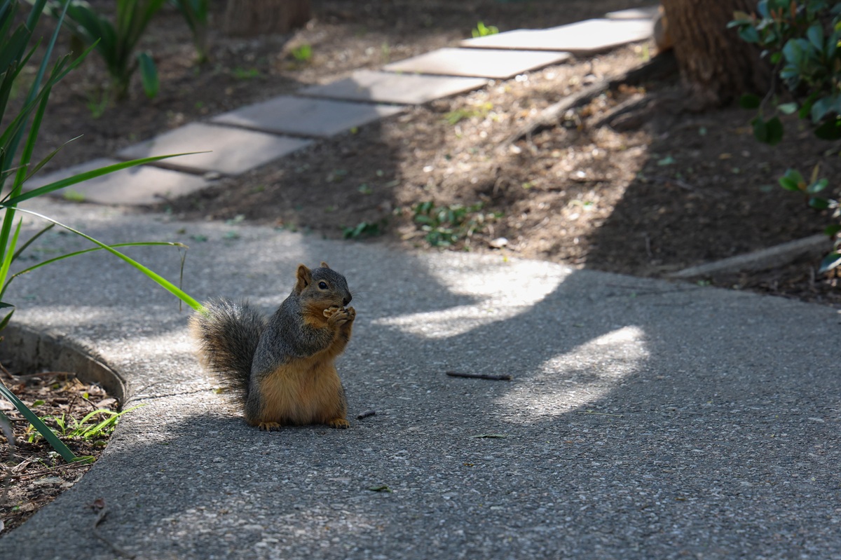 Squirrel sitting on a sunlit campus path