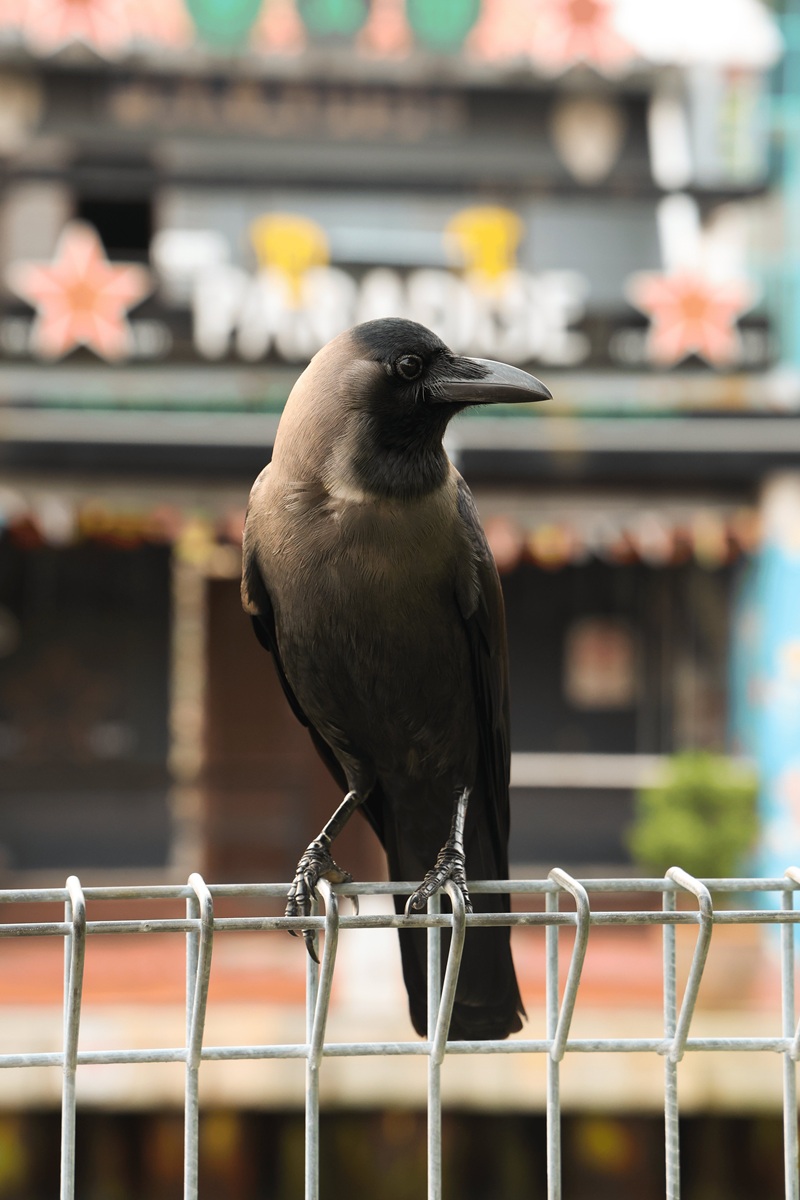 House crow perched on a wire fence